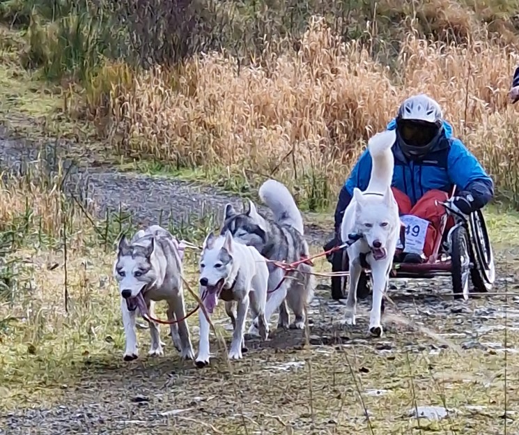 Bli med og test ut hundekjøring torsdag 24. august på Jervskogen (oppmøte ved travbanen) i Malvik.