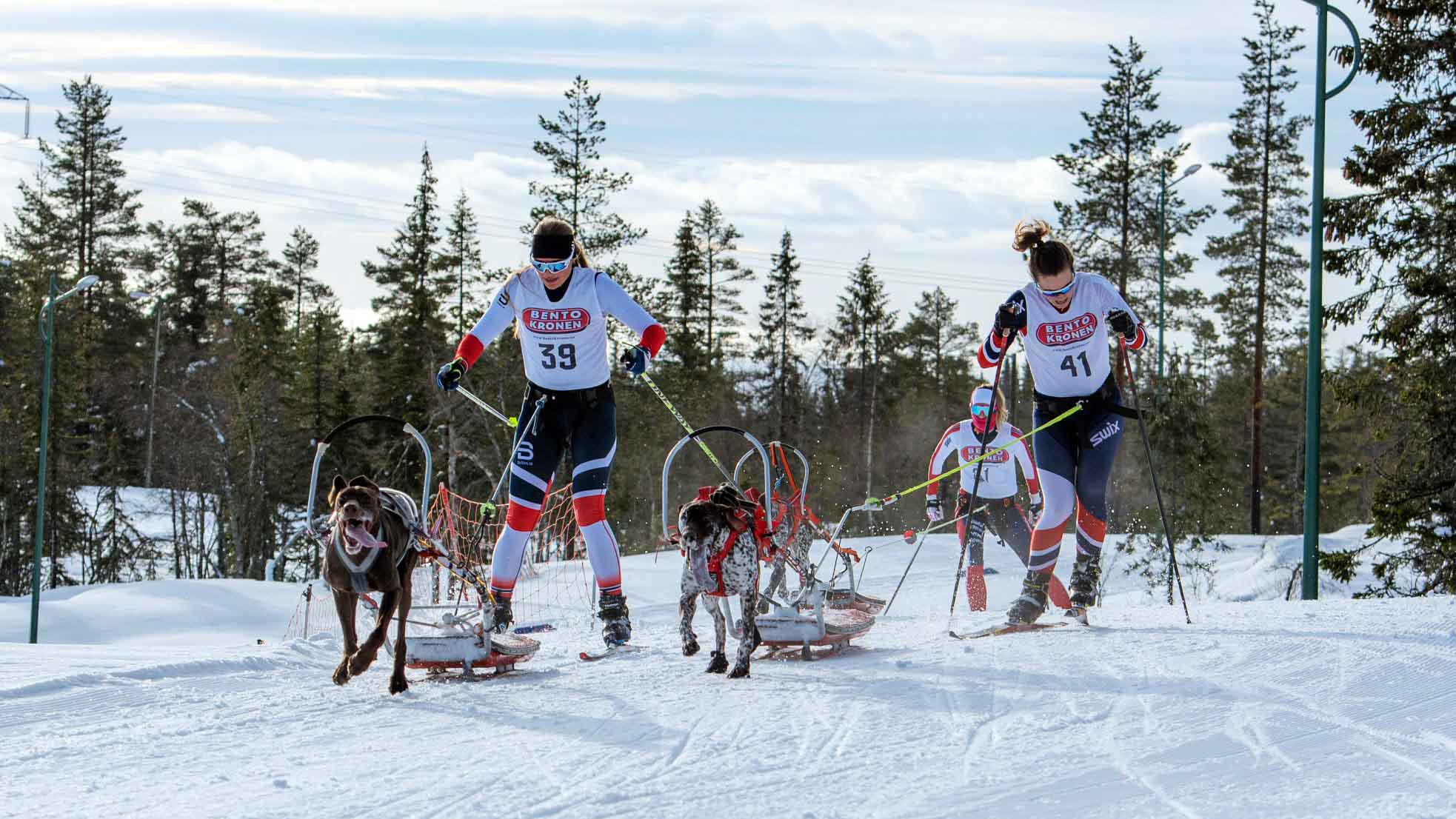 Hundekjøring er én av flere nye idretter som står på programmet under NM-veka vinter. Foto: Norges Hundekjørerforbund