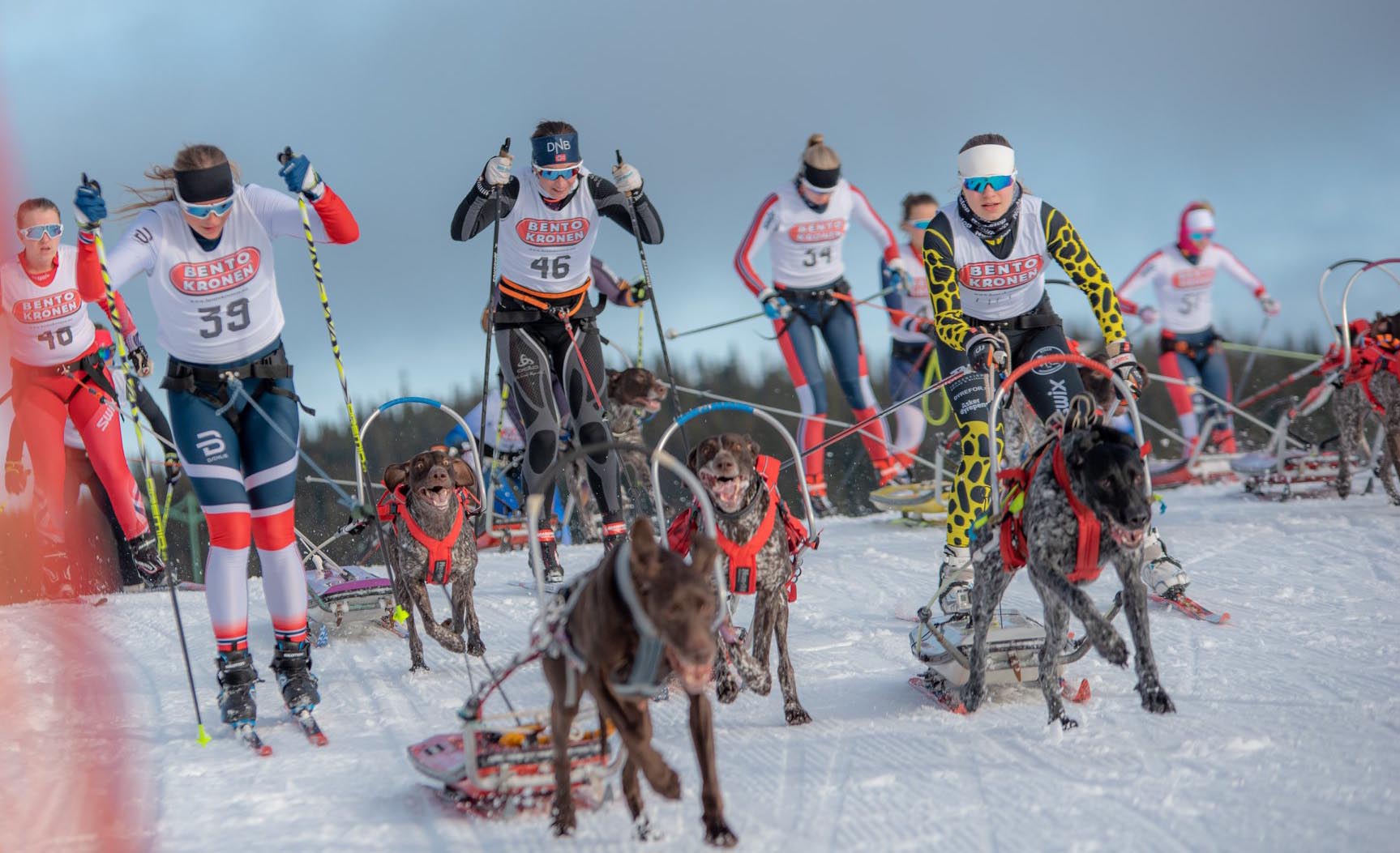 Grunnet koronasituasjonen i Norge er NM-veka i Trondheim avlyst. Hundekjøring var én av idrettene som skulle delta. Foto: Audun Morgestad