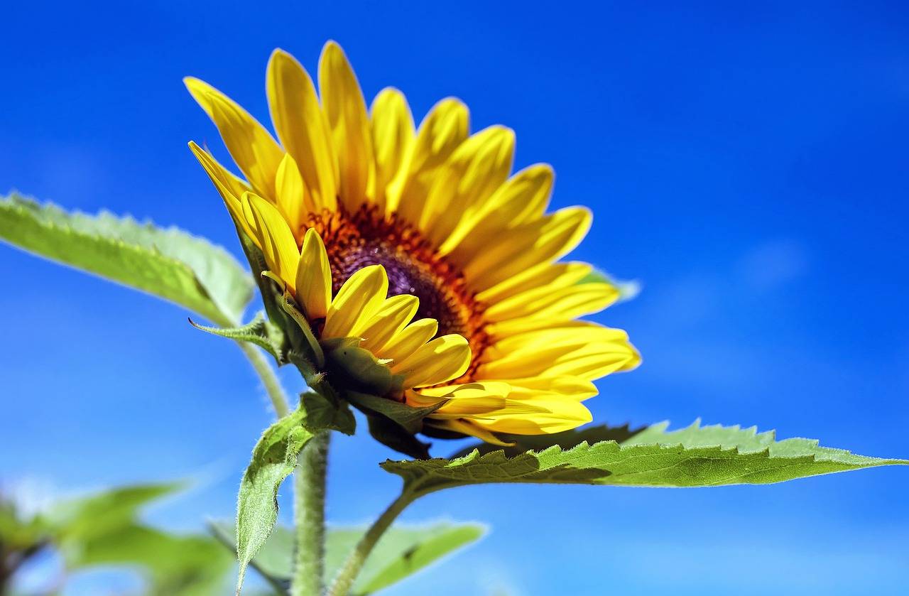 Blomst