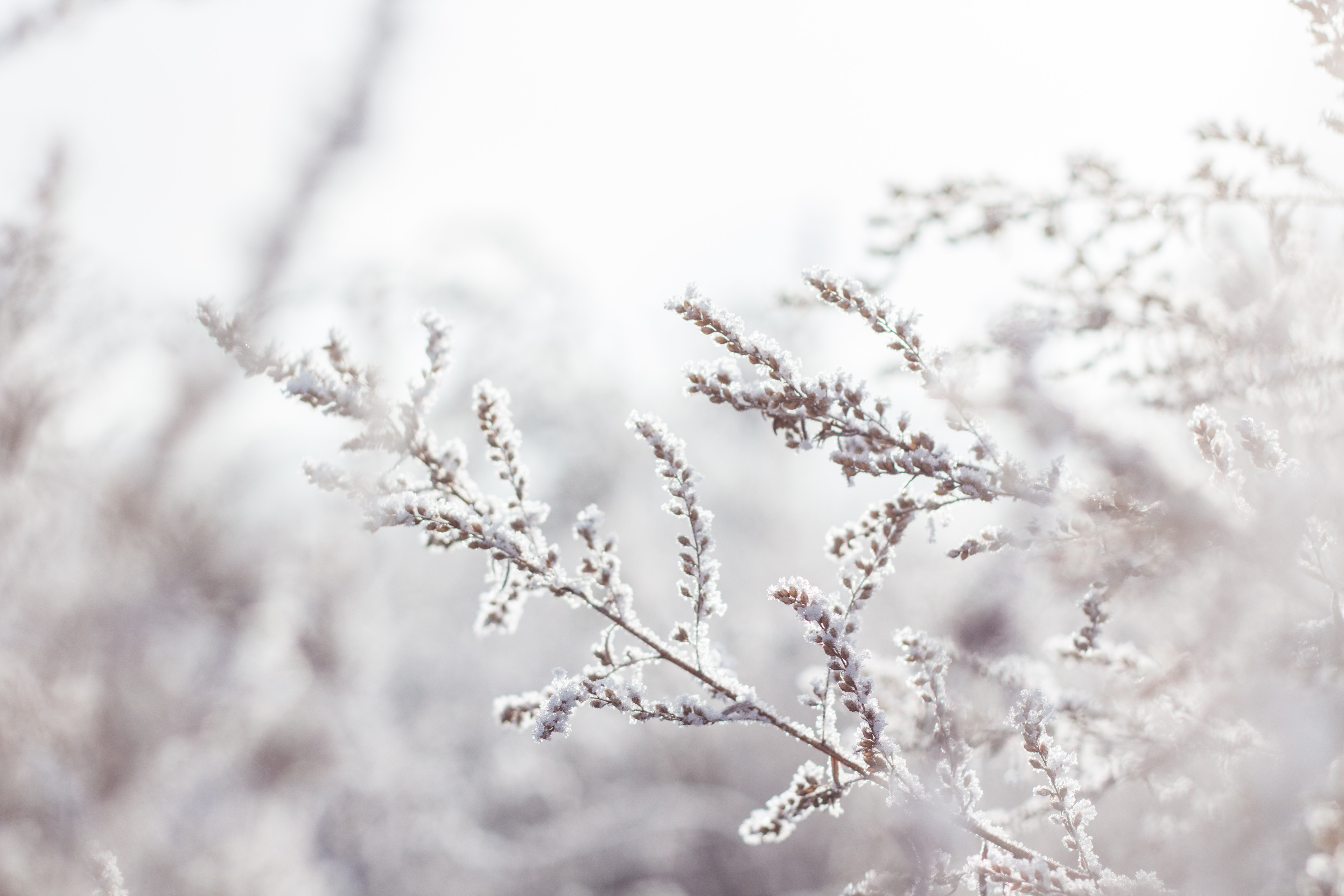 Viken idrettskrets